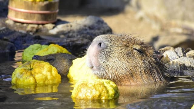 <span class="" word="カ">カ</span><span class="" word="ピ">ピ</span><span class="" word="バ">バ</span><span class="" word="ラ">ラ</span><ruby ><rb><span class="jlpt-n1" word="長">長</span><span class="jlpt-n3" word="風呂">風呂</span></rb><rt>ながぶろ</rt></ruby><ruby ><rb><span class="jlpt-n3" word="大会">大会</span></rb><rt>たいかい</rt></ruby><span class="" word="2">2</span><span class="" word="0">0</span><span class="" word="2">2</span><span class="" word="5">5</span><span class="" word="：">：</span><ruby ><rb><span class="jlpt-n3" word="一番">一番</span></rb><rt>いちばん</rt></ruby><span class="" word="リ">リ</span><span class="" word="ラ">ラ</span><span class="" word="ッ">ッ</span><span class="" word="ク">ク</span><span class="" word="ス">ス</span><span class="" word="し">し</span><span class="" word="た">た</span><span class="" word="カ">カ</span><span class="" word="ピ">ピ</span><span class="" word="バ">バ</span><span class="" word="ラ">ラ</span><span class="" word="は">は</span><span class="" word="？">？</span>