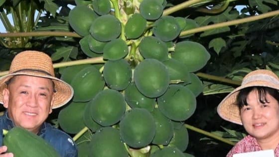 <ruby ><rb><span class="unknown" word="異国">異国</span></rb><rt>いこく</rt></ruby><span class="" word="の">の</span><ruby ><rb><span class="jlpt-n5" word="風">風</span></rb><rt>かぜ</rt></ruby><span class="" word="、">、</span><ruby ><rb><span class="unknown" word="滋賀">滋賀</span></rb><rt>しが</rt></ruby><span class="" word="に">に</span><ruby ><rb><span class="" word="吹">吹</span></rb><rt>ふ</rt></ruby><span class="" word="く">く</span><span class="" word="。">。</span><ruby ><rb><span class="jlpt-n3" word="注目">注目</span></rb><rt>ちゅうもく</rt></ruby><span class="" word="さ">さ</span><span class="" word="れ">れ</span><span class="" word="る">る</span><span class="" word="「">「</span><ruby ><rb><span class="jlpt-n5" word="青">青</span></rb><rt>あお</rt></ruby><span class="" word="パ">パ</span><span class="" word="パ">パ</span><span class="" word="イ">イ</span><span class="" word="ヤ">ヤ</span><span class="" word="」">」</span><span class="" word="の">の</span><ruby ><rb><span class="jlpt-n4" word="産業">産業</span><span class="unknown" word="化">化</span></rb><rt>さんぎょうか</rt></ruby><span class="" word="の">の</span><ruby ><rb><span class="" word="動">動</span></rb><rt>うご</rt></ruby><span class="" word="き">き</span>