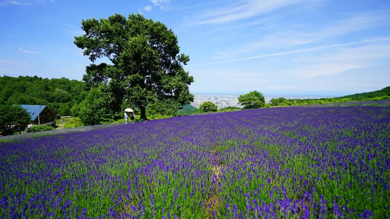 幌見峠幌見峠ラベンダー園　トモと行きましょうか！
