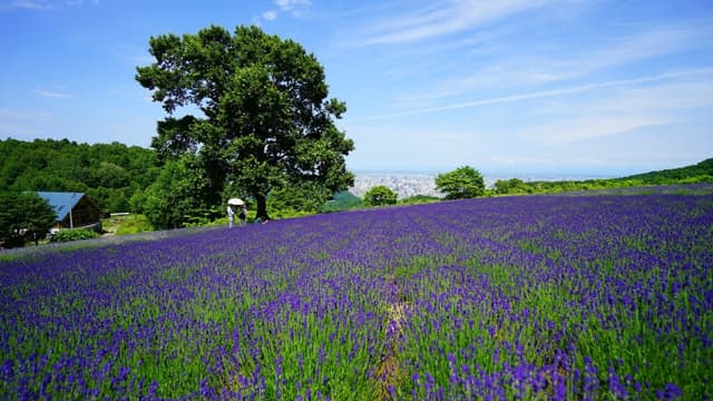 <span class="unknown" word="幌見峠">幌見峠</span><ruby><rb><span class="" word="幌">幌</span><span class="" word="見">見</span><span class="" word="峠">峠</span></rb><rt>ほろみとうげ</rt></ruby><span class="" word="ラ">ラ</span><span class="" word="ベ">ベ</span><span class="" word="ン">ン</span><span class="" word="ダ">ダ</span><span class="" word="ー">ー</span><ruby><rb><span class="jlpt-n1" word="園">園</span></rb><rt>えん</rt></ruby><span class="" word="　">　</span><span class="" word="ト">ト</span><span class="" word="モ">モ</span><span class="" word="と">と</span><ruby><rb><span class="" word="行">行</span></rb><rt>い</rt></ruby><span class="" word="き">き</span><span class="" word="ま">ま</span><span class="" word="し">し</span><span class="" word="ょ">ょ</span><span class="" word="う">う</span><span class="" word="か">か</span><span class="" word="！">！</span>