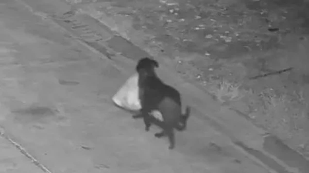 犬にゴミをすてさせた男の人、警察に見つかりお金をはらう（イタリア・シチリア）