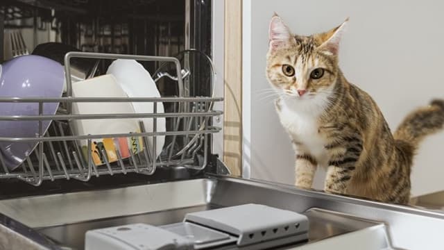 <span class="jlpt-n1" word="オレンジ">オレンジ</span><span class="" word="の">の</span><ruby><rb><span class="jlpt-n5" word="猫">猫</span></rb><rt>ねこ</rt></ruby> <span class="" word="ト">ト</span><span class="" word="ラ">ラ</span><span class="" word="イ">イ</span><span class="" word="デ">デ</span><span class="" word="ン">ン</span><span class="" word="ト">ト</span> <span class="" word="は">は</span> <ruby><rb><span class="jlpt-n5" word="家族">家族</span></rb><rt>かぞく</rt></ruby> <span class="" word="を">を</span> <span class="" word="た">た</span><span class="" word="す">す</span><span class="" word="け">け</span><span class="" word="ま">ま</span><span class="" word="し">し</span><span class="" word="た">た</span>