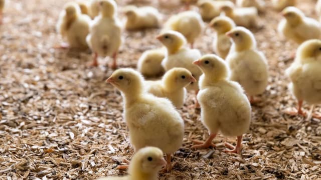 <ruby ><rb><span class="jlpt-n5" word="鳥">鳥</span></rb><rt>とり</rt></ruby><span class="" word="イ">イ</span><span class="" word="ン">ン</span><span class="" word="フ">フ</span><span class="" word="ル">ル</span><span class="" word="エ">エ</span><span class="" word="ン">ン</span><span class="" word="ザ">ザ</span><span class="" word="が">が</span><span class="jlpt-n4" word="アメリカ">アメリカ</span><span class="" word="と">と</span><span class="" word="イ">イ</span><span class="" word="ギ">ギ</span><span class="" word="リ">リ</span><span class="" word="ス">ス</span><span class="" word="で">で</span><span class="jlpt-n5" word="また">また</span><ruby ><rb><span class="jlpt-n1" word="発生">発生</span></rb><rt>はっせい</rt></ruby>