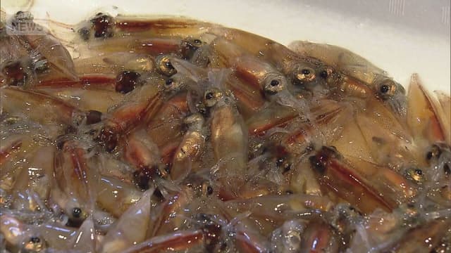 <ruby ><rb><span class="unknown" word="富山">富山</span></rb><rt>とやま</rt></ruby><span class="" word="で">で</span><span class="" word="ホ">ホ</span><span class="" word="タ">タ</span><span class="" word="ル">ル</span><span class="" word="イ">イ</span><span class="" word="カ">カ</span><span class="" word="の">の</span><ruby ><rb><span class="unknown" word="漁">漁</span></rb><rt>りょう</rt></ruby><span class="" word="が">が</span><span class="" word="は">は</span><span class="" word="じ">じ</span><span class="" word="ま">ま</span><span class="" word="り">り</span><span class="" word="ま">ま</span><span class="" word="し">し</span><span class="" word="た">た</span>